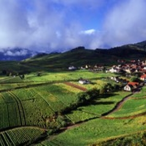 Alsace les vignobles