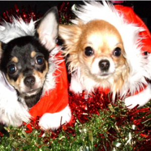 kendra et shana les chihuahua en maman Noel de nathalie de ougree -