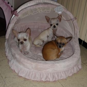 cookie ,kitty et chanel ,les chihuahuas de Roseline Van Biervliet de namur