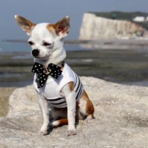 cloe le chihuahua de alain et francoise de Bossiere