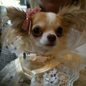 Lola ,le chihuahua de christelle theys de Sambreville