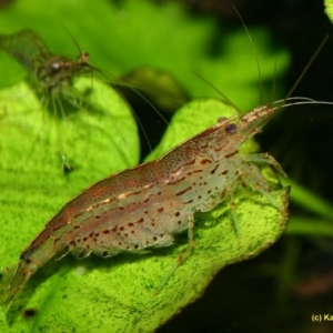 Crevette Nettoyeuse - Caridina Japonica  5 euros