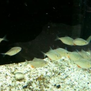 piranhas