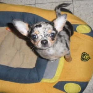 Morgan ,le chihuahua de nathalie de Ougree