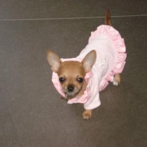 louna , le chihuahua de Allison Wery