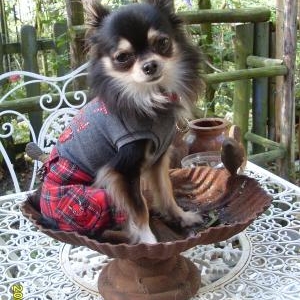 Boris ,le chihuahua de Mireille de Verviers "so british"