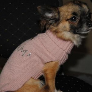 Kimberley ,le petit chihuahua de Leroy Angelique