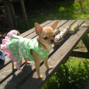 Lola ,le chihuahua de Gwenaelle de Quaregnon