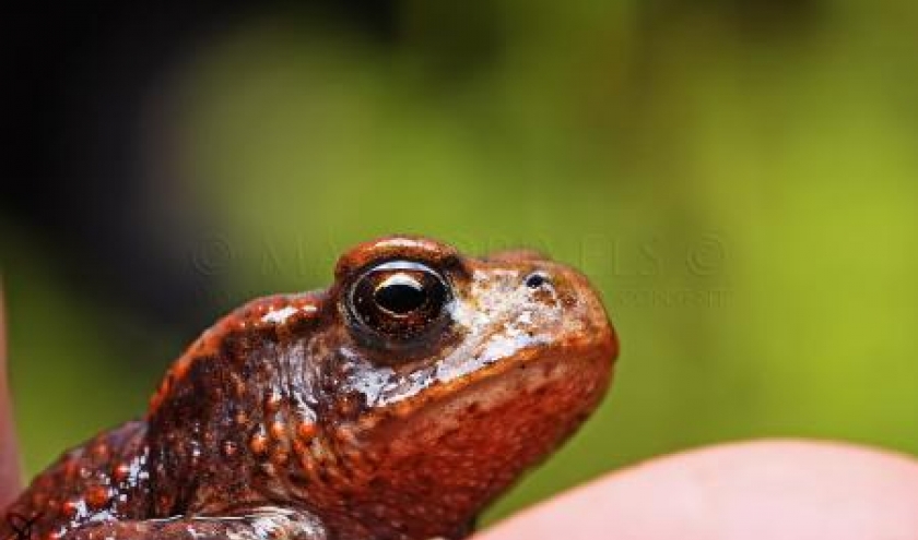 Grenouille rousse