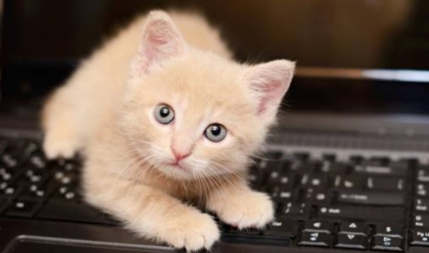 Mon petit chat aime se coucher sur le clavier...