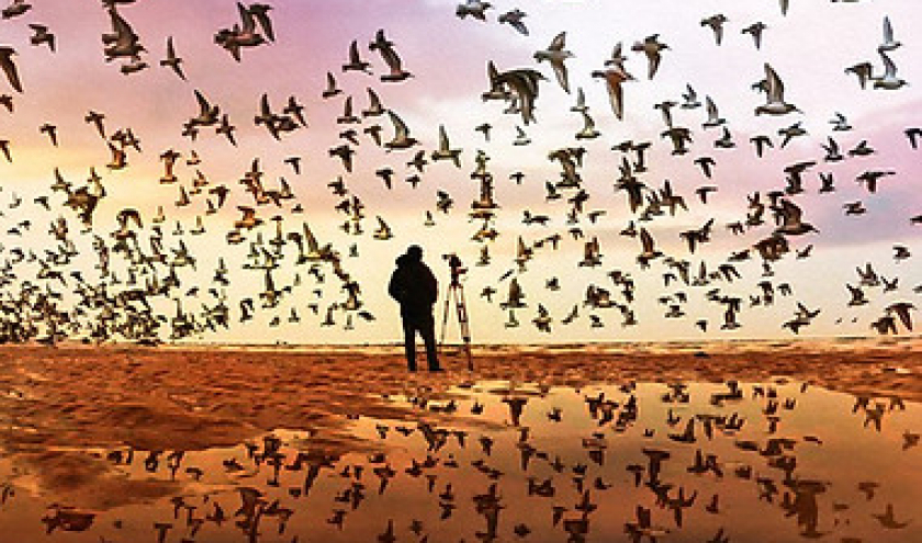Clôture : « The Birds » (David Allen & Martin Dohrn) © Photo : « Tangled Bank Studios »