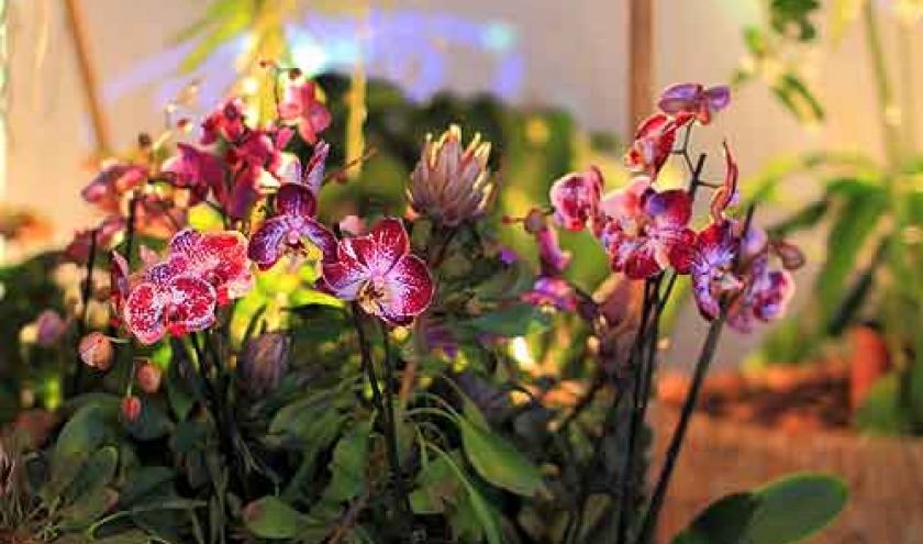 LIEGE du 28 mars au 20 mai, le monde secret des orchidees