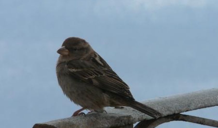 Oiseau de chez nous