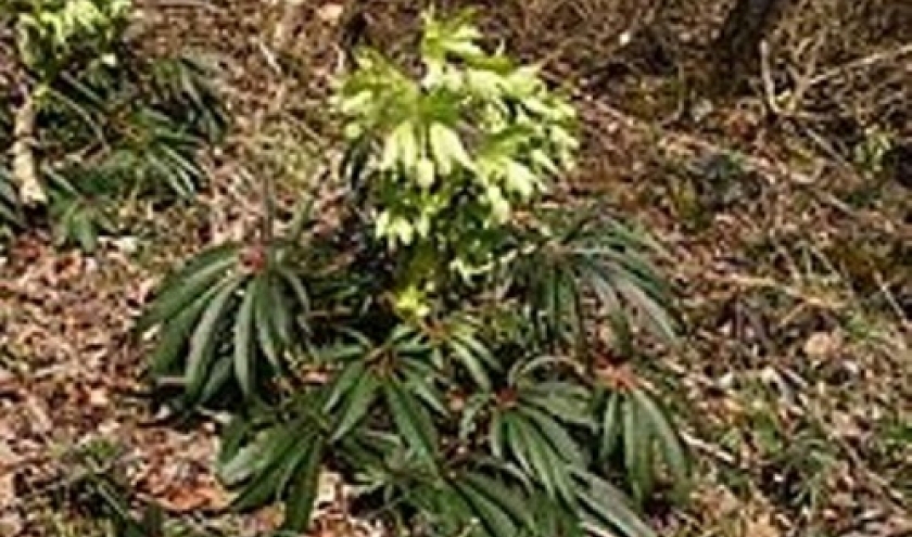 L'hellebore