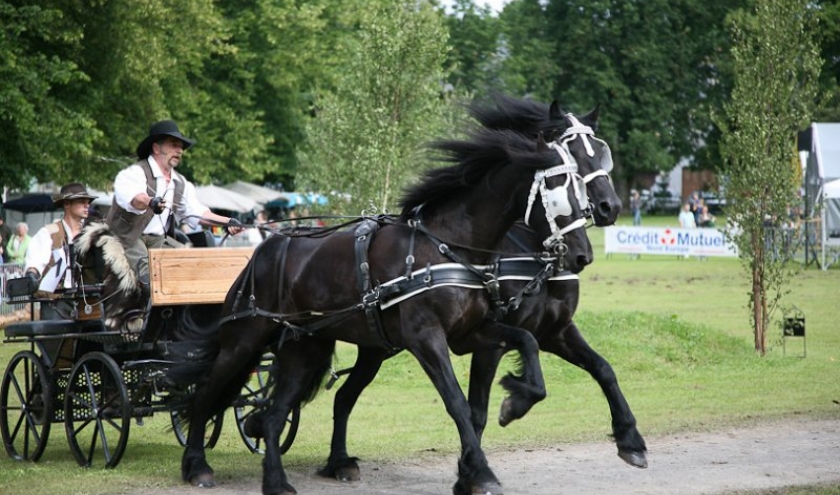 Fete du cheval, Hargnies