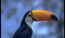 Toucan