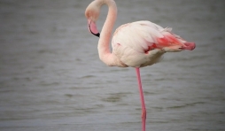 Flamant rose.