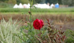 Festival médiéval au château d'Havré (Mons)