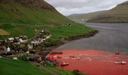 Massacre de Calderon un dauphin des iles de Feroe au Danemark