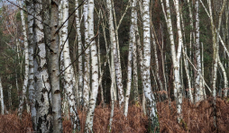 le bouleau: Avec son écorce blanche, on peut difficilement passer à côté !